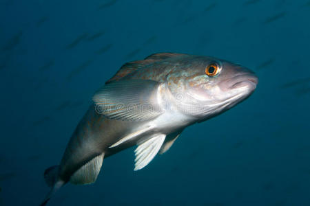 黄辣丁活鱼日本海的活鱼照片