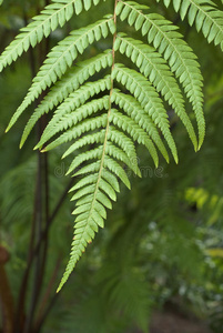 单茎蕨类植物研究