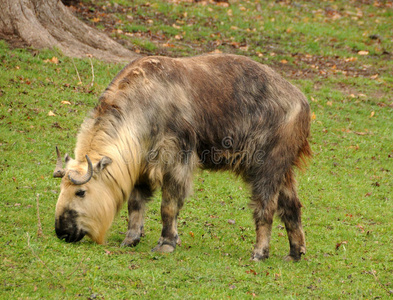 喜玛拉雅山羚牛