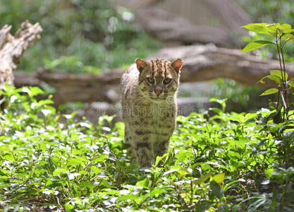 捕鱼猫