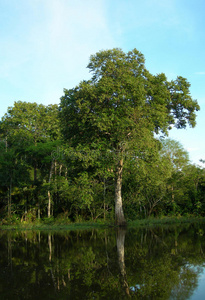 森林 树叶 泻湖 丛林 自然 亚马逊 赤道 黑人 生长 反射