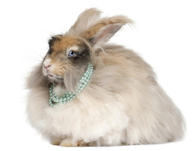 安哥拉兔英国安哥拉戴珍珠兔照片