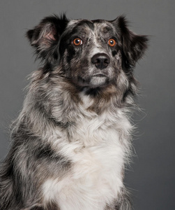 边境牧羊犬特写镜头