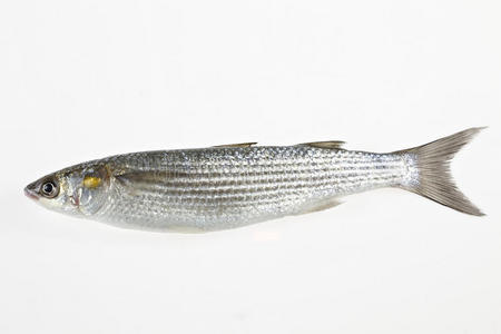 金灰鲻鱼