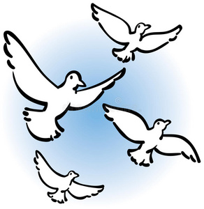 和平鸽图片
