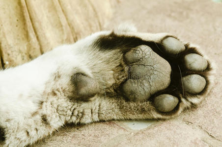 虎爪图片-虎爪素材-虎爪插画-摄图新视界