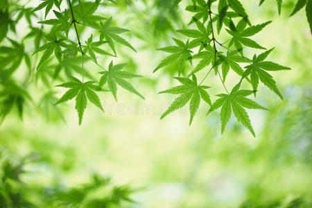绿色枫叶照片