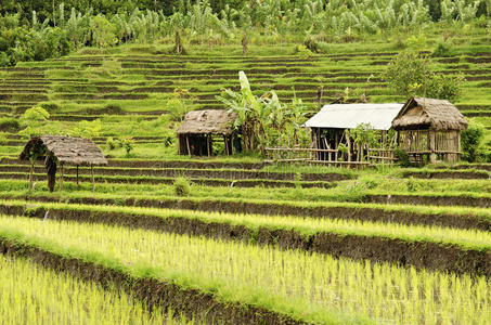 印尼巴厘岛稻田