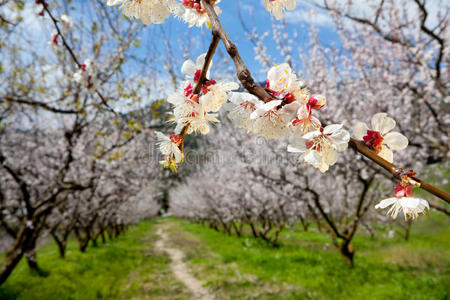 苹果花早午餐