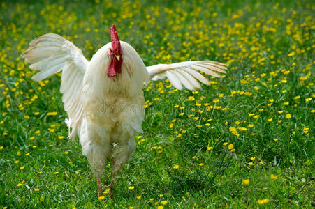 公鸡白图片