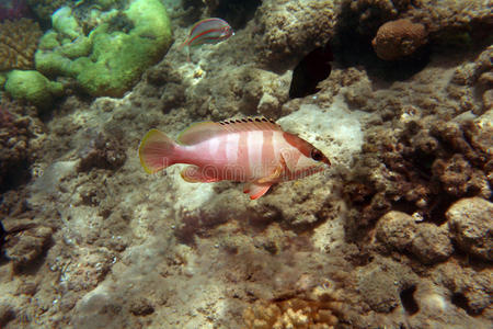 黑嘴石斑鱼图片