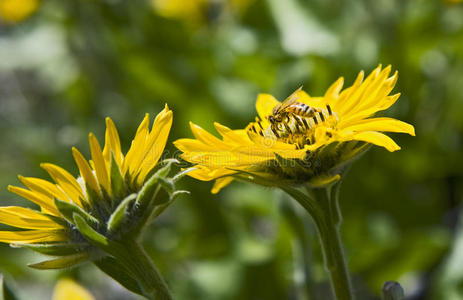 蜜蜂喝黄雏菊花蜜图片