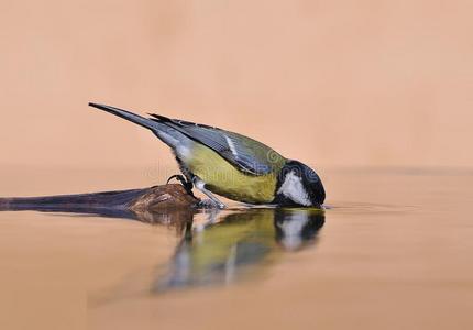 饮水鸟科学实验图片