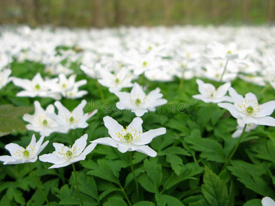 木银莲花