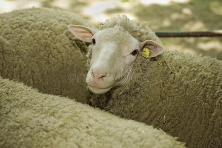 家畜展上的绵羊
