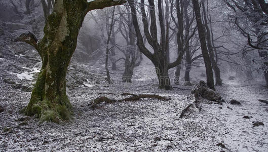 假日 旅游业 照片 森林 颜色 降雪 长凳 自然 风景 十二月