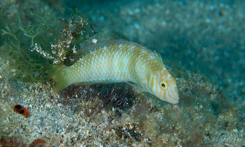 活的鳗鱼绿鱼照片