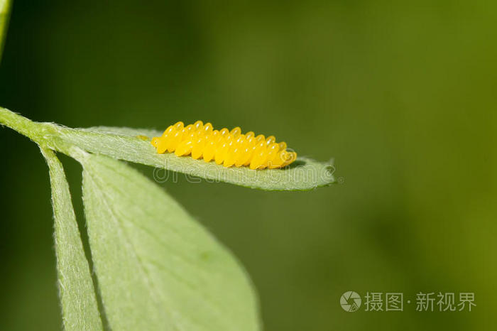 虫卵照片 正版商用图片0kfuks 摄图新视界