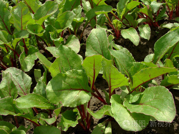 葡萄藤上的春芽花园里有甜菜苗的床草莓丛春天有树苗覆盖葡萄园之春