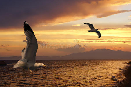日落时分两只海鸥