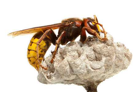 黄蜂 空的 毒刺 动物 膜翅目 天线 大黄蜂 六角形 特写镜头