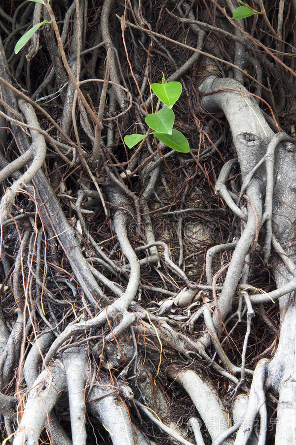 榕树根上长着一片叶子