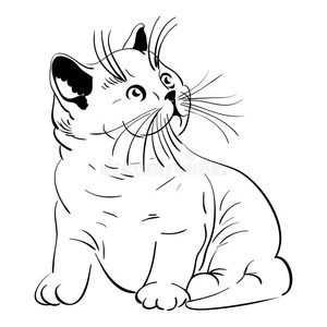 英国可爱小猫图片-英国可爱小猫素材-英国可爱小猫插画-摄图新视界