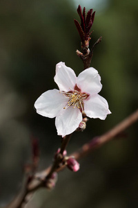 樱花特写