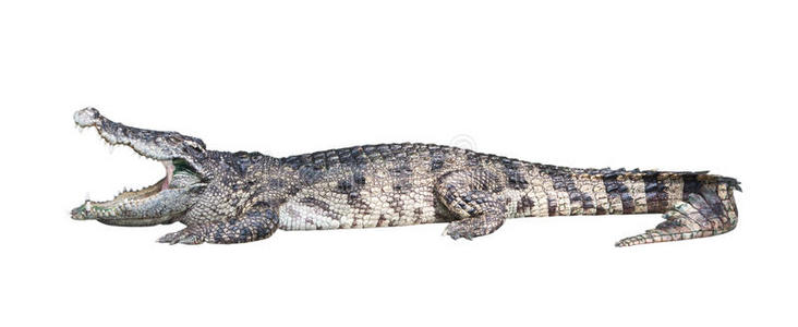 bullshark 水下游泳危险的鲨鱼攻击的商人游泳圈里的