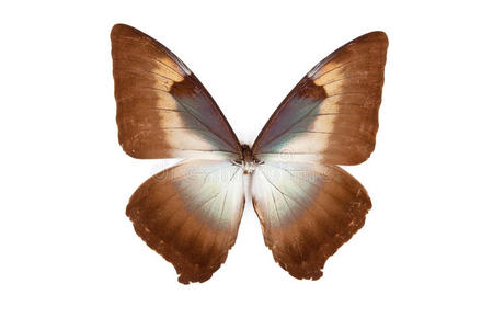 棕色和蓝色蝴蝶变形虫图片