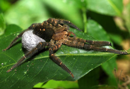 洪都拉斯皮科博尼托带卵囊的狼蛛