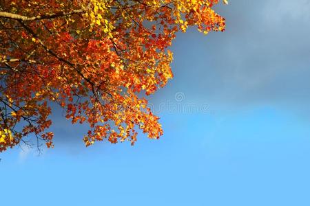 秋日山毛榉树叶风云蓝天图片