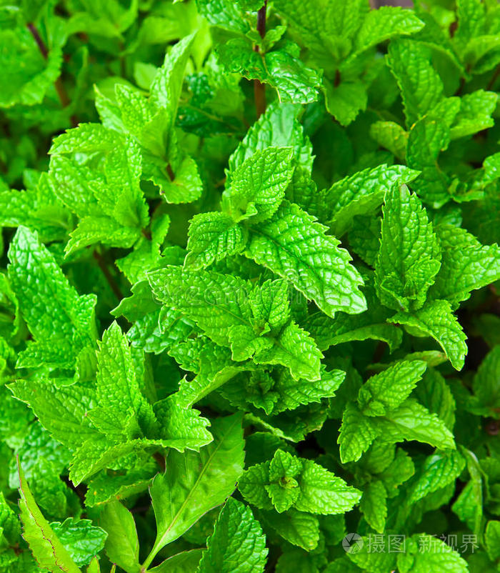 甜薄荷小蕨类植物绿色背景绿色常春藤背景绿叶图案滴水水背景绿叶树叶