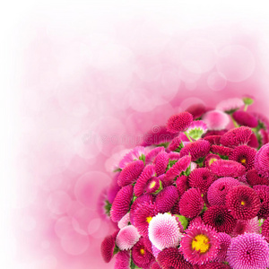 粉红色雏菊