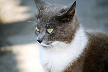 宠物 猫科动物 小猫 自然 小胡子 动物 眼睛