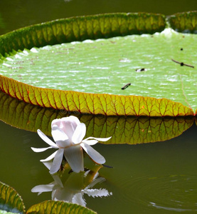 水莉莉