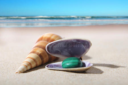 沙滩上有石头的贝壳