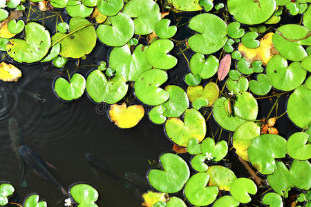 池中漂浮植物图片