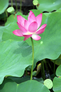 荷花，池塘里的睡莲