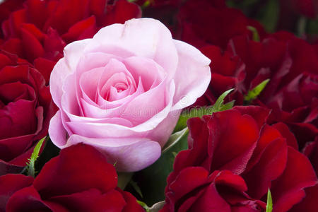 红玫瑰和粉红玫瑰