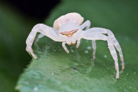 一只白色的螃蟹蜘蛛照片