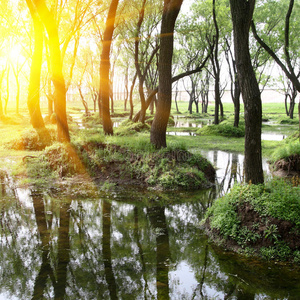 草坪树林杨树林照片