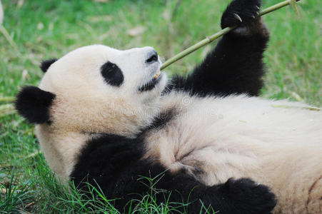 竹子熊猫熊猫吃竹子照片