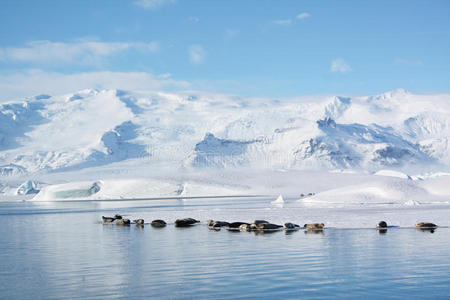 海豹睡在冰岛的约库萨隆图片