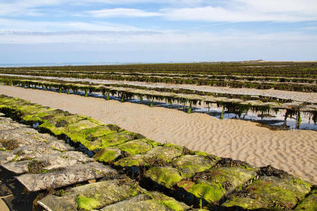 英国泽西海岸低潮时的牡蛎床