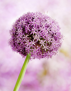 蒜紫蒜花