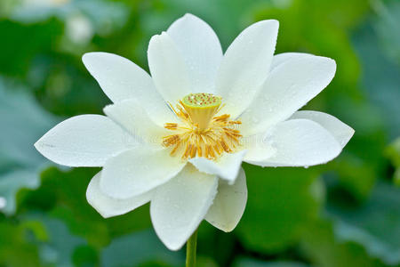 白莲露珠摄影图