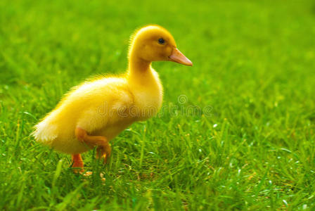 小鸭子跑照片
