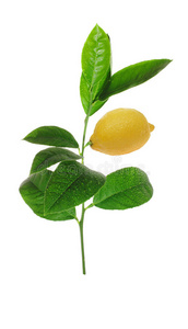 柠檬绿芽配熟水果图片