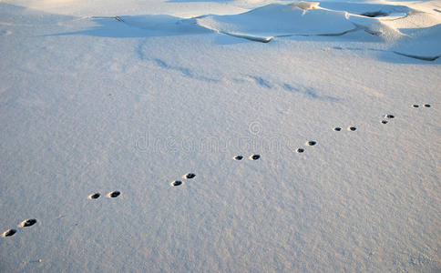 雪地里的兔子脚印晚上雪地里的人类脚印小路和脚印采用雪采用w采用